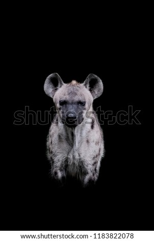 Close up  Hyena isolated on black background
