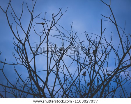 Silhouette branch of trees and birds on blue background.