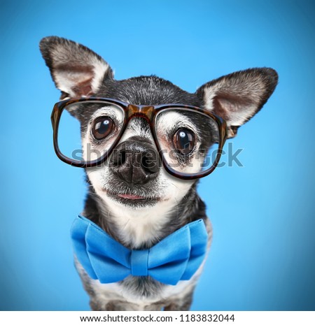 super wide angle fish eye of a cute chihuahua with a bow tie and reading glasses on isolated on a blue background