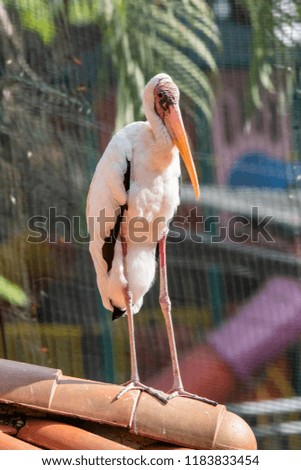 Yellow-billed Stork (Mycteria ibis). Note: Captive Animal, image not taken in the wild