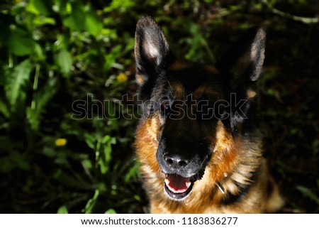 German shepherd dog illuminated on one side in a summer evening