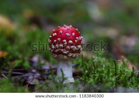 Small poisonous death cap toadstool standing in green moss in a Swedish forest.