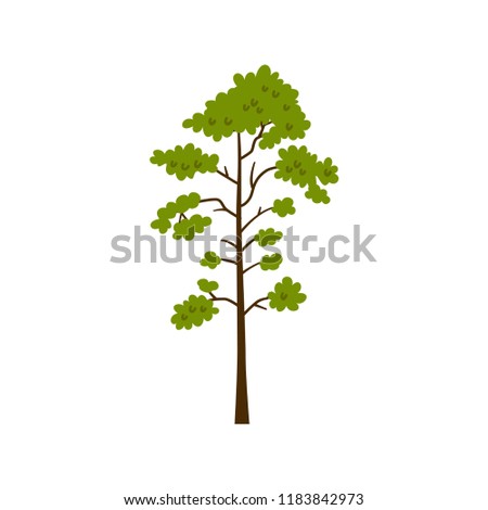 Scots pine tree isolated on white background. Vector cartoon illustration sapling for forest landscape. Environment elements in flat style
