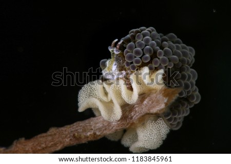 Nudibranch Doto ussi with eggs. Picture was taken in Lembeh, Indonesia