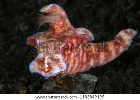 Couple. Ceratosoma trilobatum nudibranch and Emperor shrimp (Zenopontonia rex).  Picture was taken in Lembeh strait, Indonesia