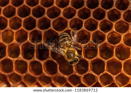 Bee on honeycombs, closeup. Honeybee macro. Honeycombs or sweet pattern. Beekeeping 