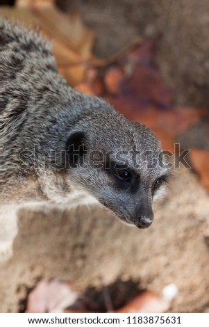 meerkat desert watch animal afrika