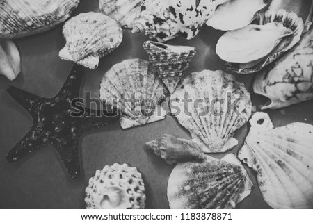 Seashells on a blue background