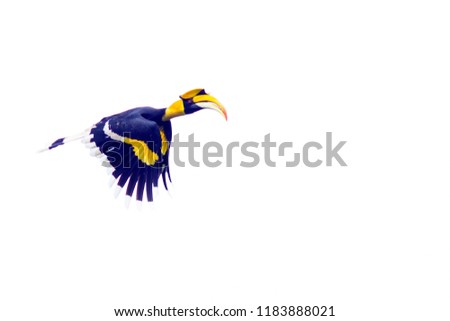 Great Hornbill in flight. Isolated on white background.