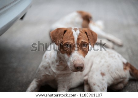 
White dog with brown stripes