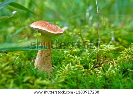 White mushroom growing in the forest hid in the moss. Beautiful Letne, autumn background. composition for design. Stock photo.