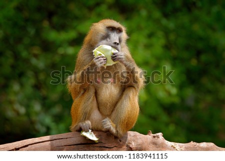 Guinea baboon, Papio papio, monkey from Guinea, Senegal and Gambia. Wild mammal in the nature habitat. Monkey feeding fruits in the green vegetation. Wildlife nature in central Africa.