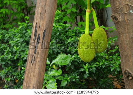 closeup image of jackfruits