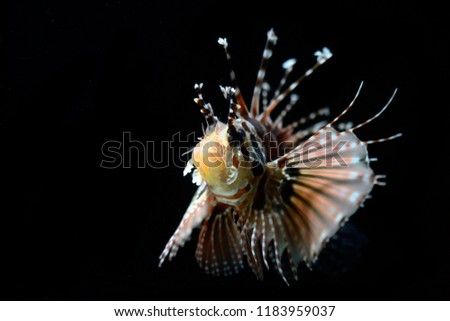 zebra turkeyfish or zebra lionfish (Dendrochirus zebra)