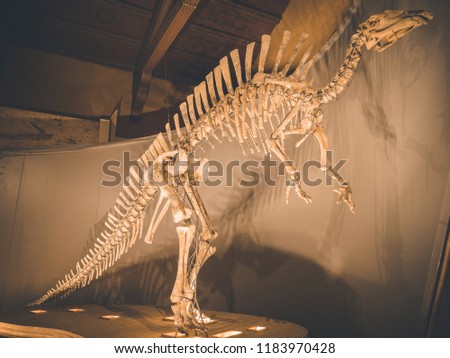 dinosaur fossil skeleton