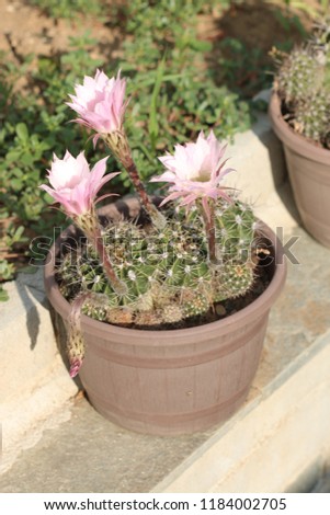 Beautiful cactus flower blooming at summer time. Warm summer days on countryside. Macro nature.