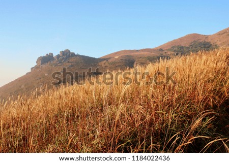 A field of Miscanthus, sliver grass at Sunset Peak in Hong Kong