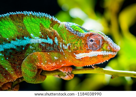 Beautiful colored chameleon. 
colorful chameleon perched on a branch looking.Chamaleo calyptratus. hunter, patience Royalty-Free Stock Photo #1184038990
