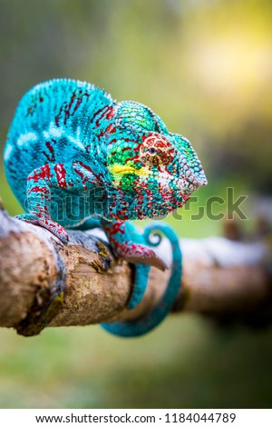 Blue adult chameleon. 
Very colorful chameleon in a wild environment. Chameleon up on a branch watching. Royalty-Free Stock Photo #1184044789