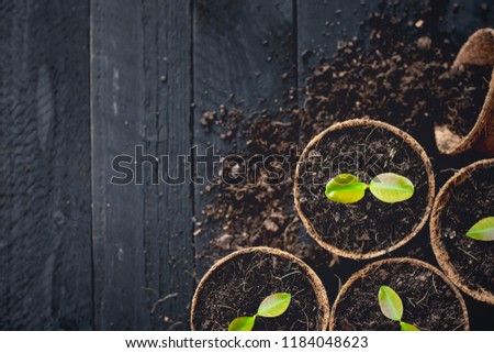 The seedlings are growing in natural coconut fiber pots placed on a black wood floor. Royalty-Free Stock Photo #1184048623