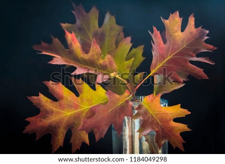 A bouquet of fall leafes moving into the house and indicates the entry of the autumn