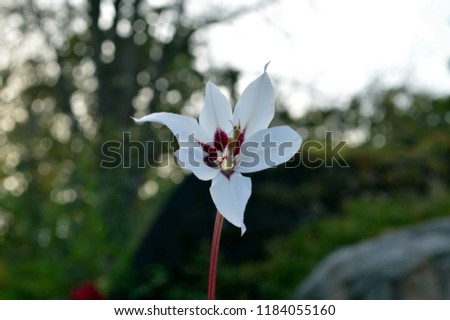 white pink blossom of the gladiolus (gladiolus callianthus)