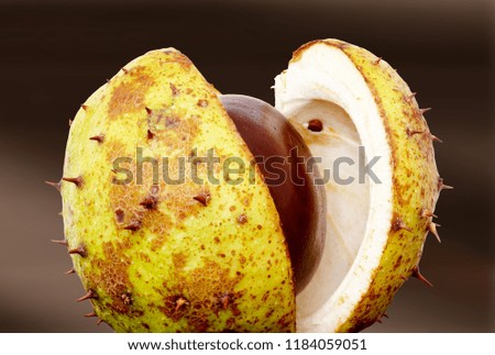 Chestnut with opened cup