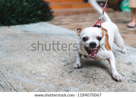 Angry dog little Chihuahua dog on the leash Royalty-Free Stock Photo #1184070067