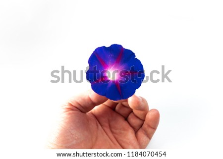 blue flower in hand, blue flower on white background, screensaver, background, purple flower, series, isolated