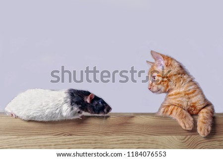  Cute cat looking curious to a rodent. Side view with gray background.
