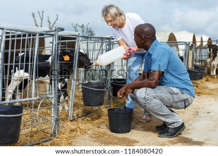 Positive male and female farmers feeding calves in outdoors stail