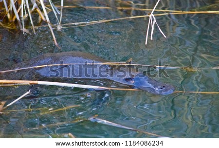 Australian platypus in a wild floating in the water