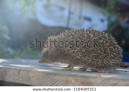 Hedgehog from the side on wood in front run in the sunlight