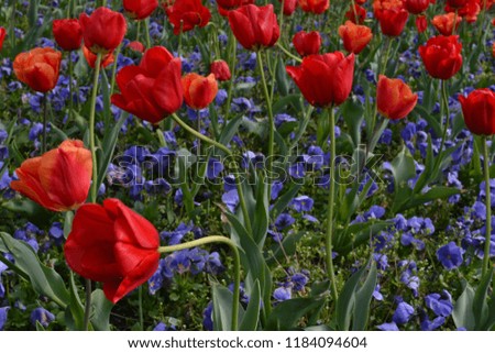 Vibrant crimson tulips and purple pansies blowing in the breeze in springtime
