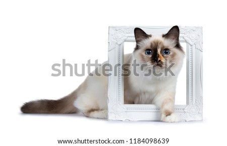 Naughty tortie Sacred Birman cat kitten standing / walking side ways through white photo frame, looking at lens isolated on white background