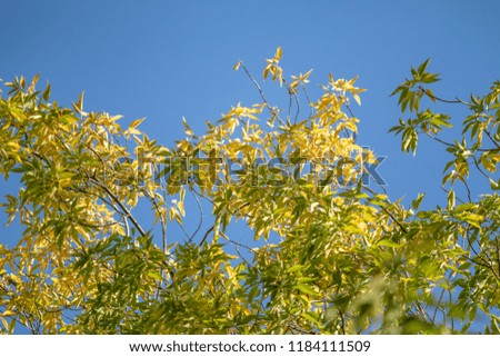 autumn yellow and green leaves close-up landscape