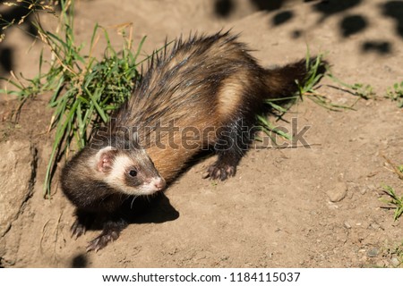 A captive Black-footed Ferret keeps a lookout on a sandy hill at the zoo. Also known as American Polecat and Prairie Dog Hunter. Toronto, Ontario, Canada. Royalty-Free Stock Photo #1184115037