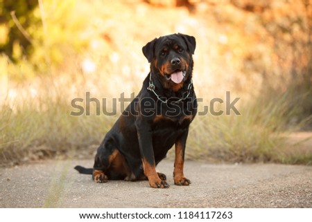 beautiful big dog breed Rottweiler for a walk autumn Royalty-Free Stock Photo #1184117263