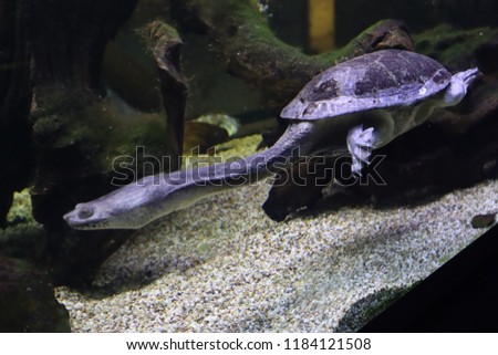 
long necked turtle