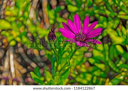 close up purple daisy in nature-fractalius image