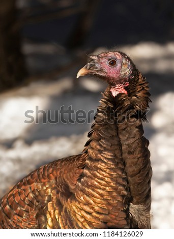Eastern Wild Turkey Meleagris gallopavo closeup standing in the snow in Canada