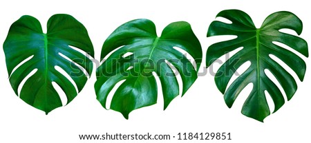 Green leaves pattern, collection leaf monstera isolated on white background Royalty-Free Stock Photo #1184129851