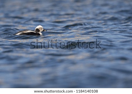 A long-tailed duck (Clangula hyemalis) swimming and foraging in the harbour of Hundested Denmark.