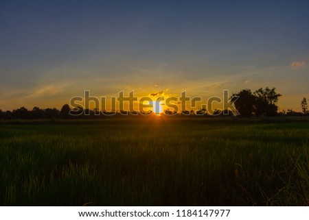 Green rice field at sunset time