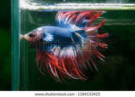 crown tail betta from thailand