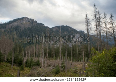 Dry trees against the background of mountains. Mountain landscape Poland-Tatra Mountains