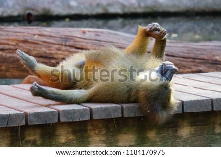 Monkey Sphinx-Pavian In Zoological Garden At A Beautiful Sunny Summer Day. Beautiful Horizontal Background, Close up.