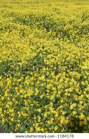 abstract overview of wild yellow mustard flowers blooming in a farm field