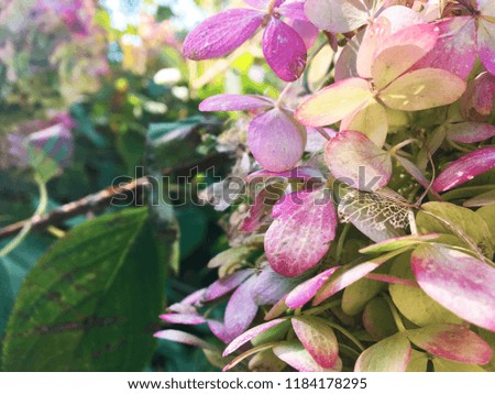 Pink petals of a bush close-up