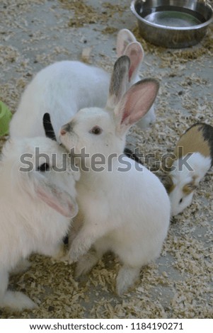 Beatiful rabbits together